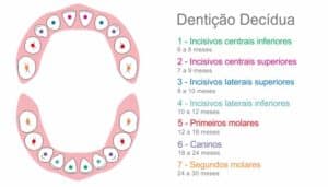 denticao decidua 50kb